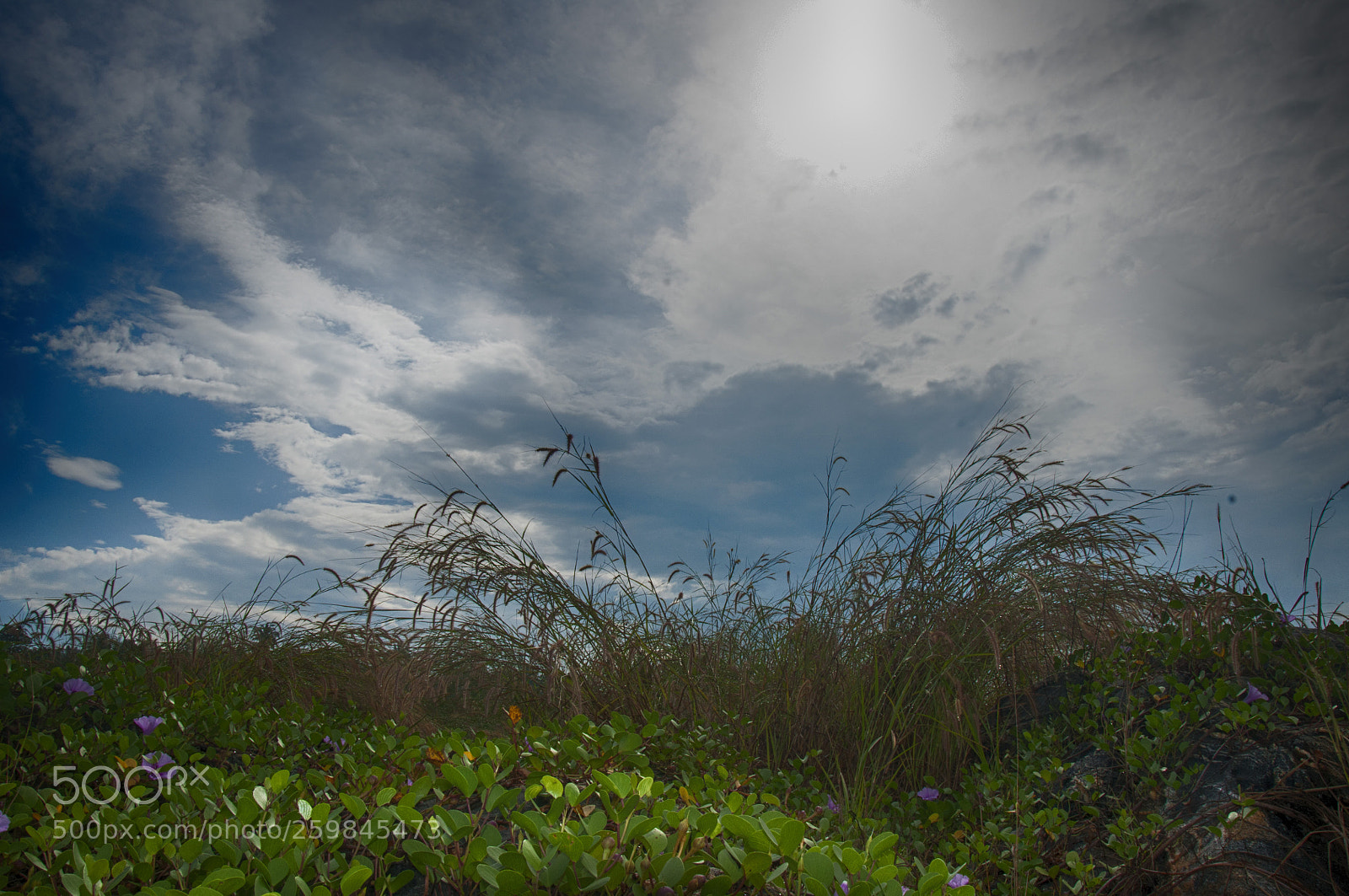 Nikon D90 sample photo. Summer photography