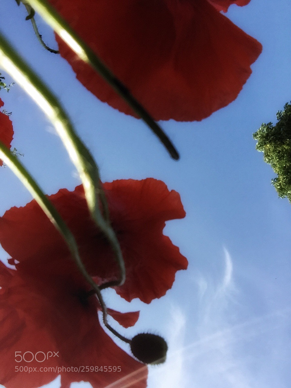 Apple iPhone 6 sample photo. Colour  photography