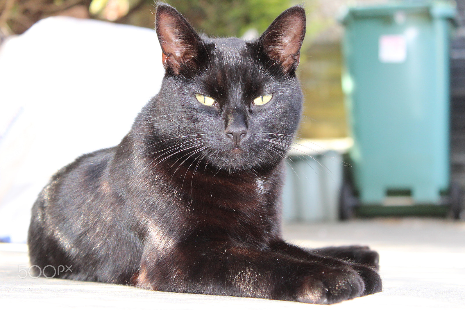 Canon EOS 1300D (EOS Rebel T6 / EOS Kiss X80) sample photo. Black cat chilling in photography