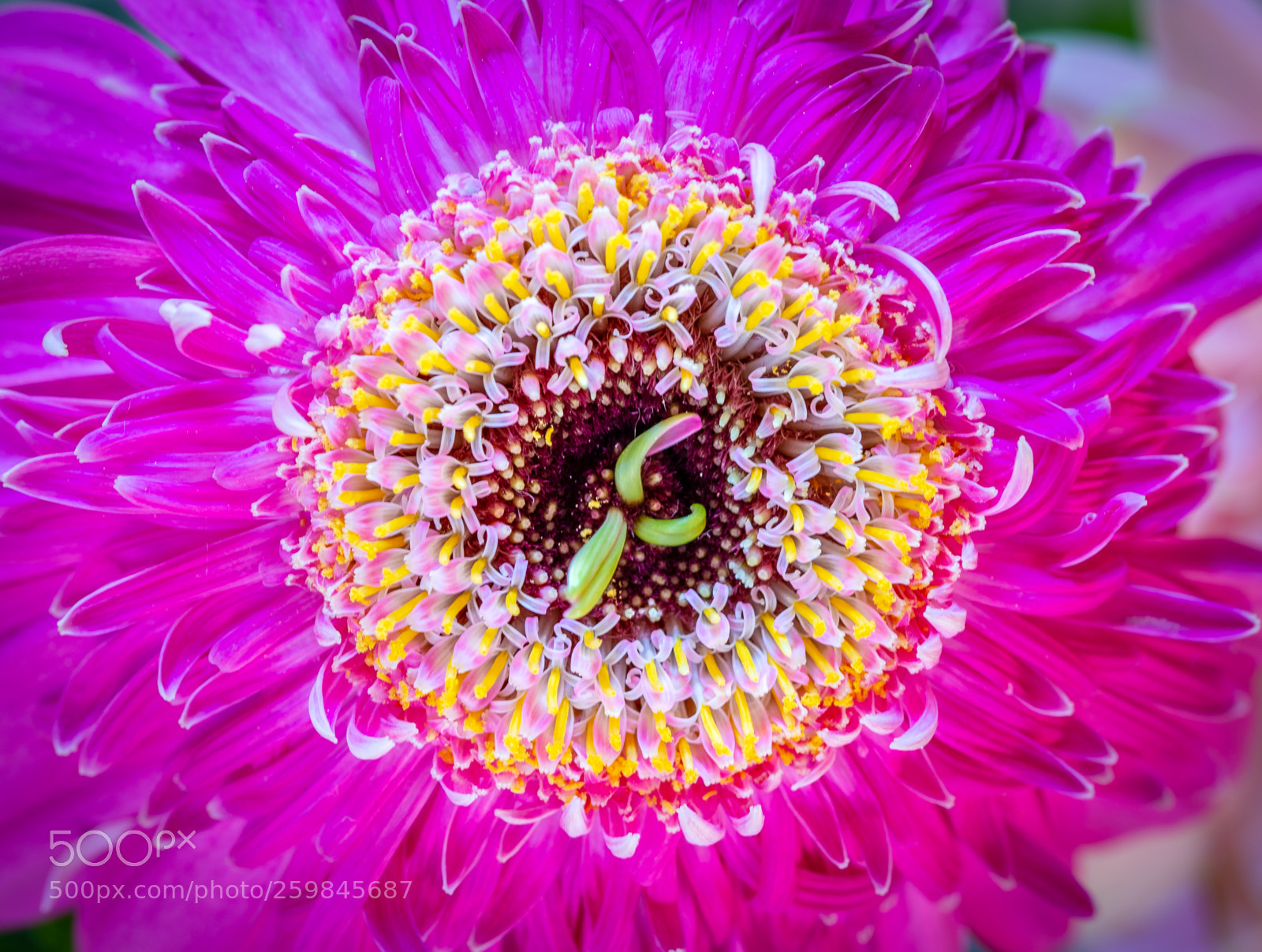 Nikon D7200 sample photo. Gerbera photography