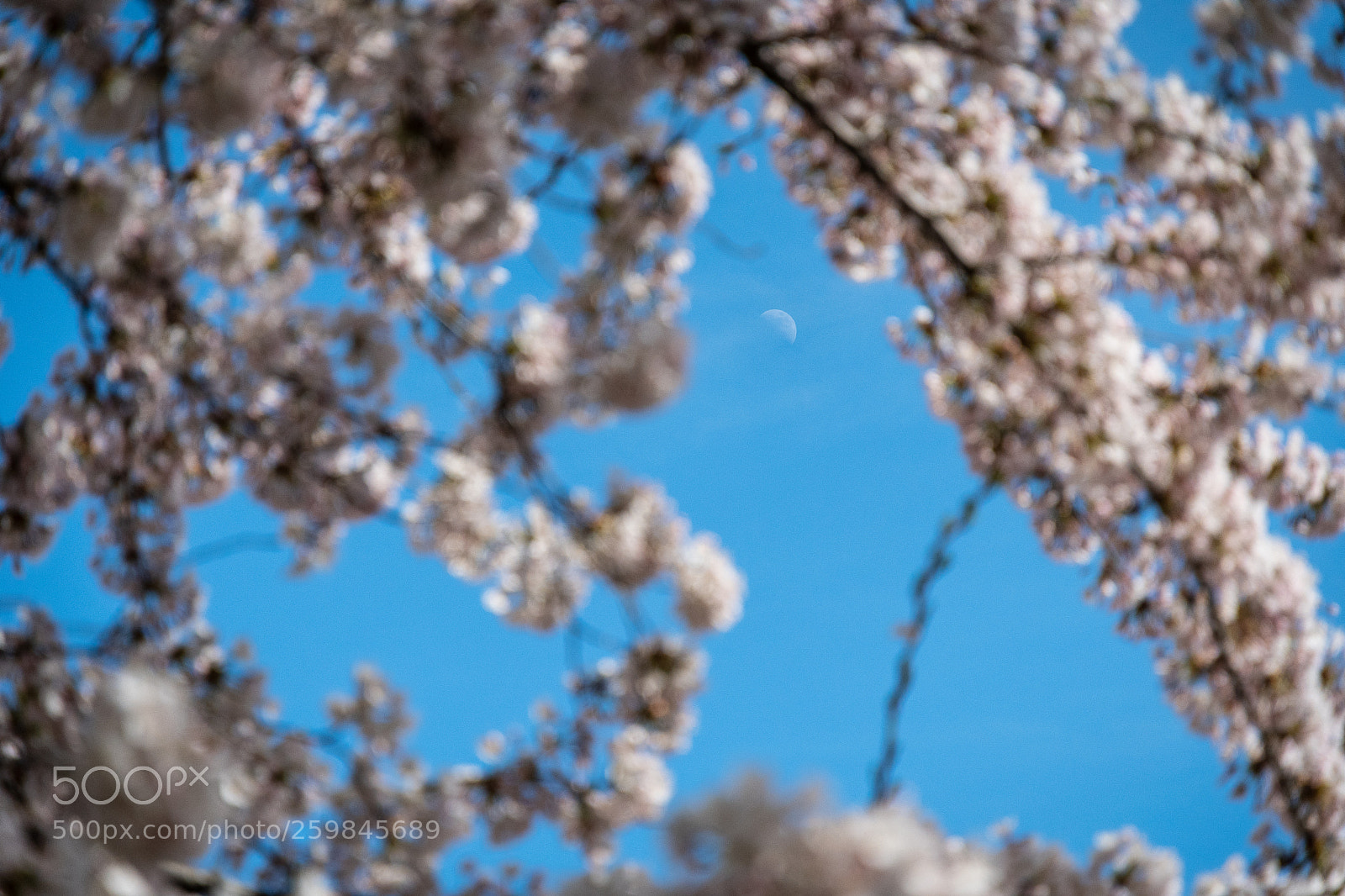 Nikon D500 sample photo. Moon through the flowers photography