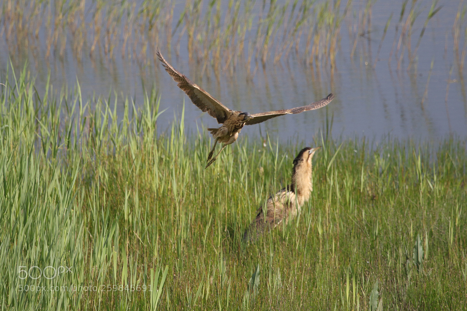 Canon EOS 7D Mark II sample photo. Twice bittern photography