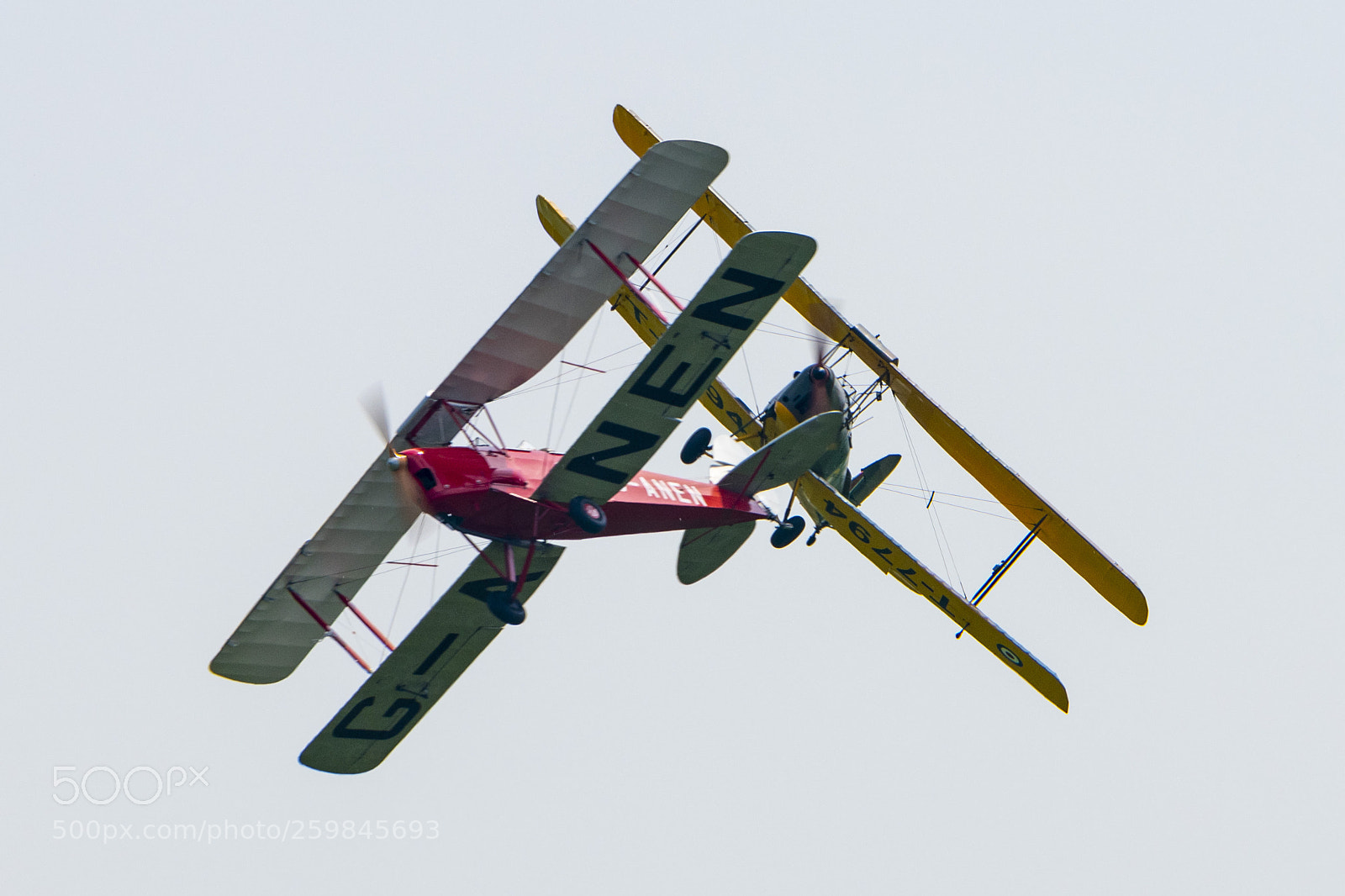 Nikon D850 sample photo. Tiger moths photography