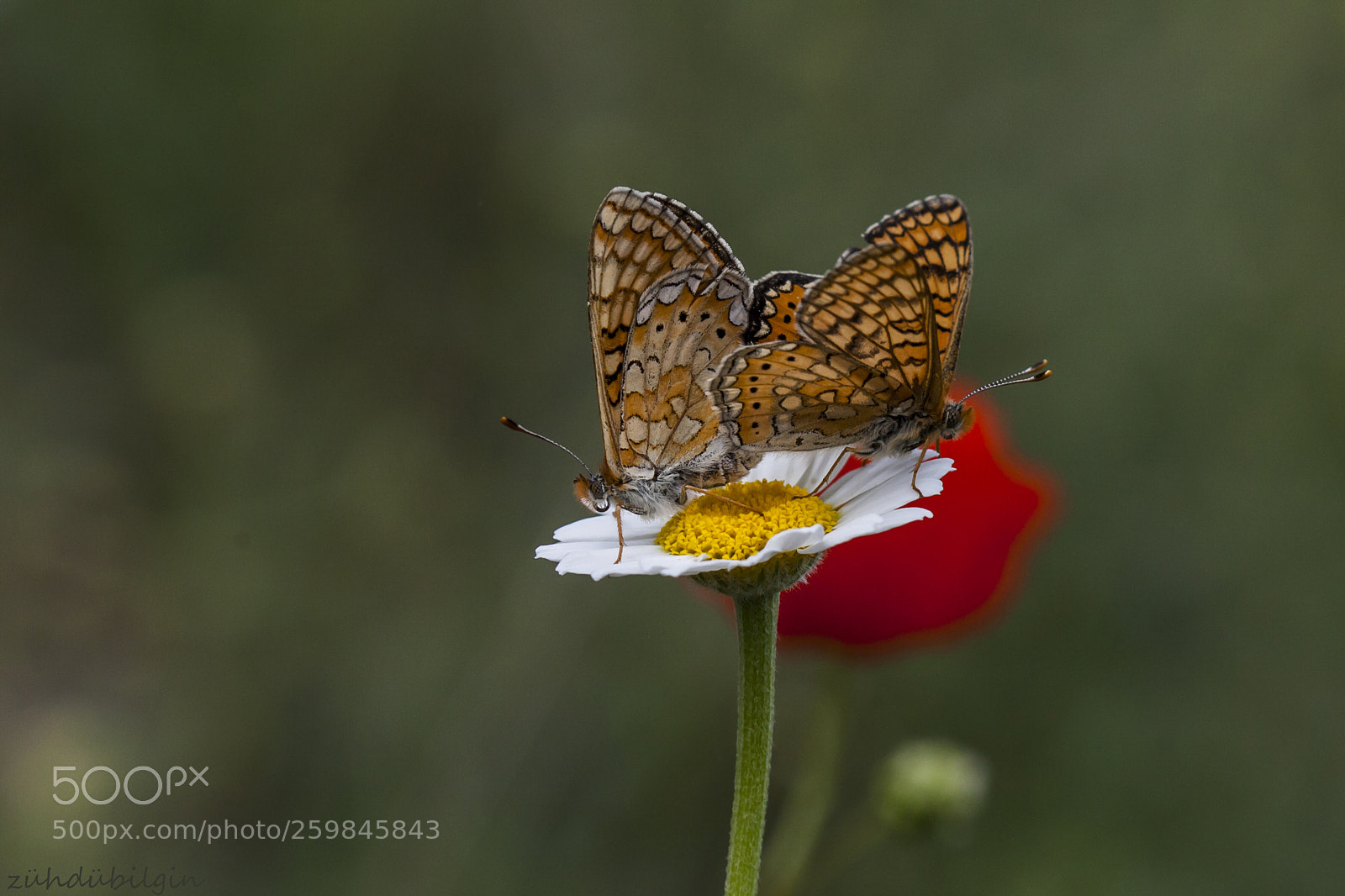 Canon EOS 5D Mark II sample photo. In front of the photography