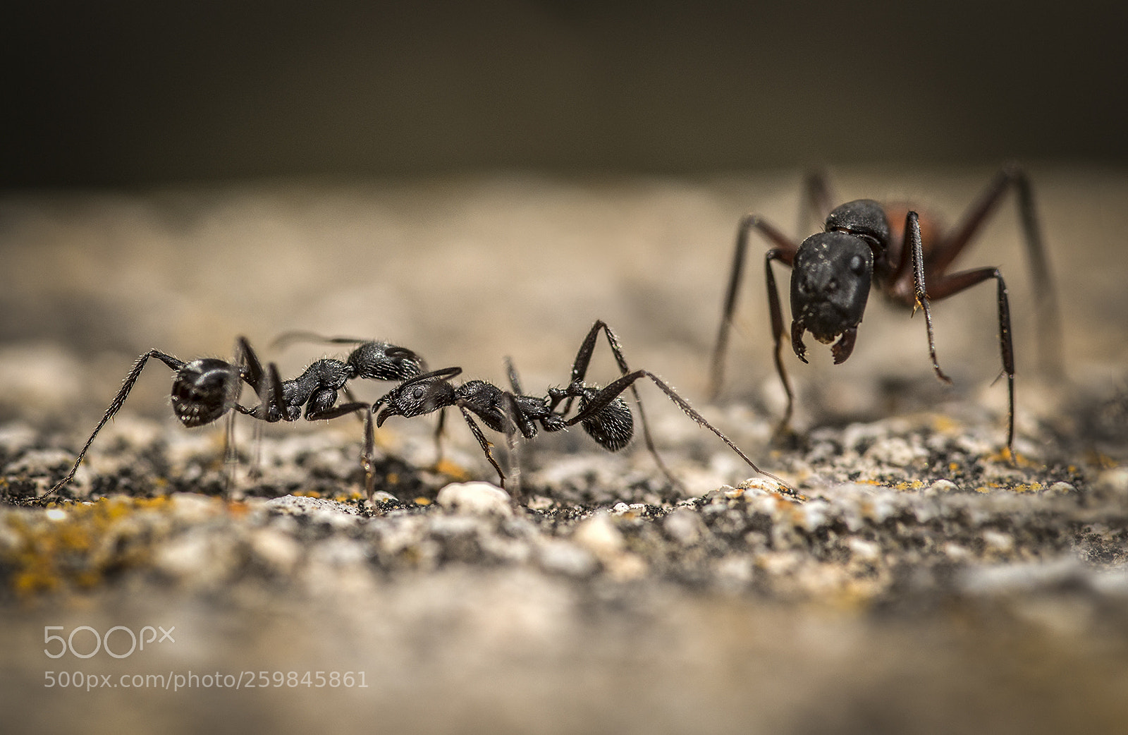 Nikon D610 sample photo. March of the ants photography