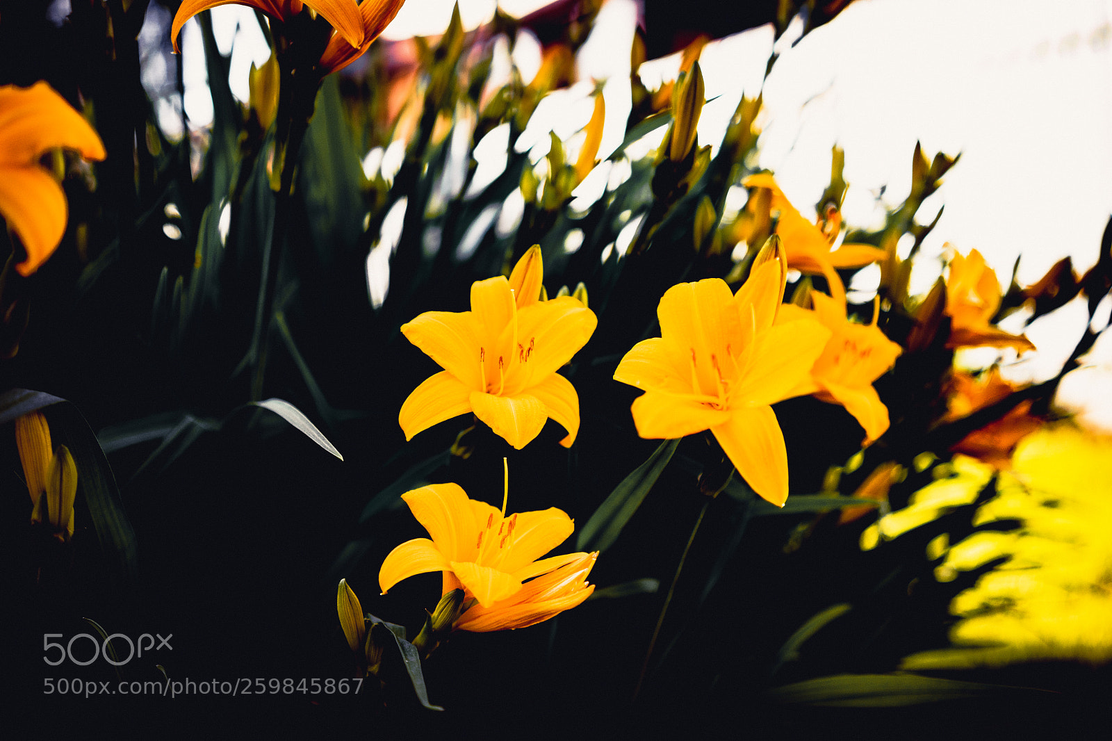 Sony a7 sample photo. F l o w photography
