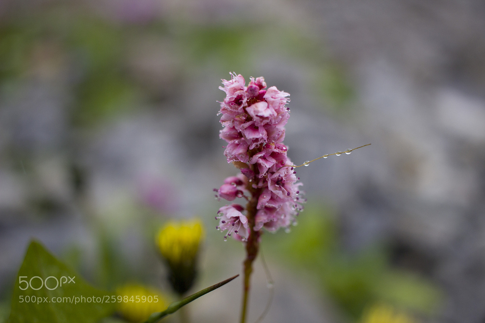 Canon EOS 600D (Rebel EOS T3i / EOS Kiss X5) sample photo. Himalayan flower photography