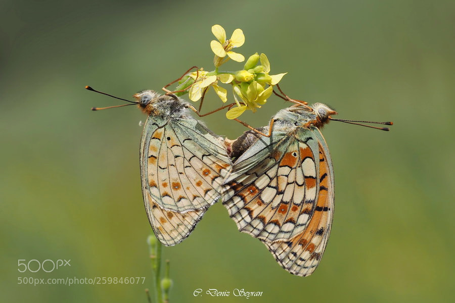 Olympus OM-D E-M1 sample photo. Niyobe argynnis niobe photography