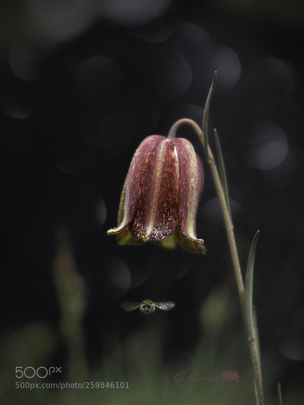 Olympus OM-D E-M5 II sample photo. Fritillaria hispanica photography