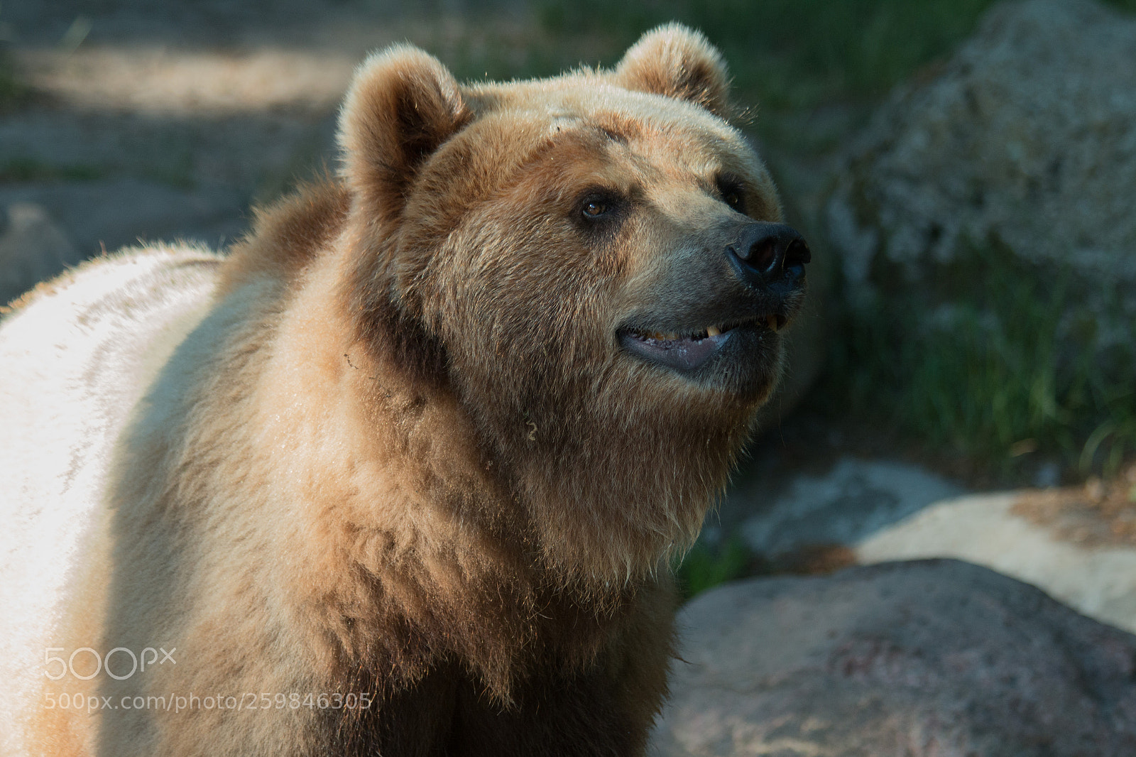 Canon EOS 70D sample photo. Bear photography