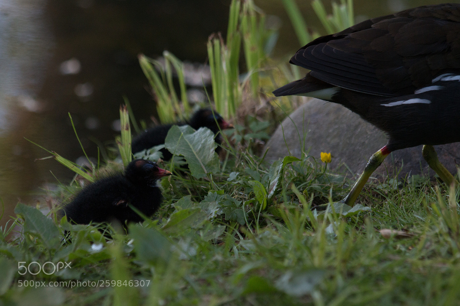 Canon EOS 70D sample photo. Black baby bird photography