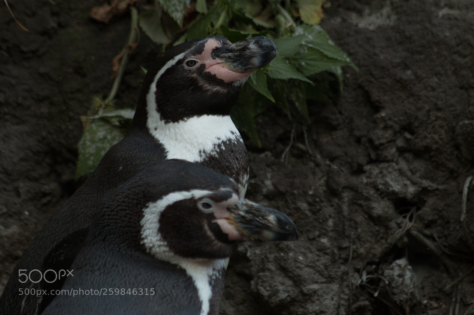 Canon EOS 70D sample photo. Penguin photography