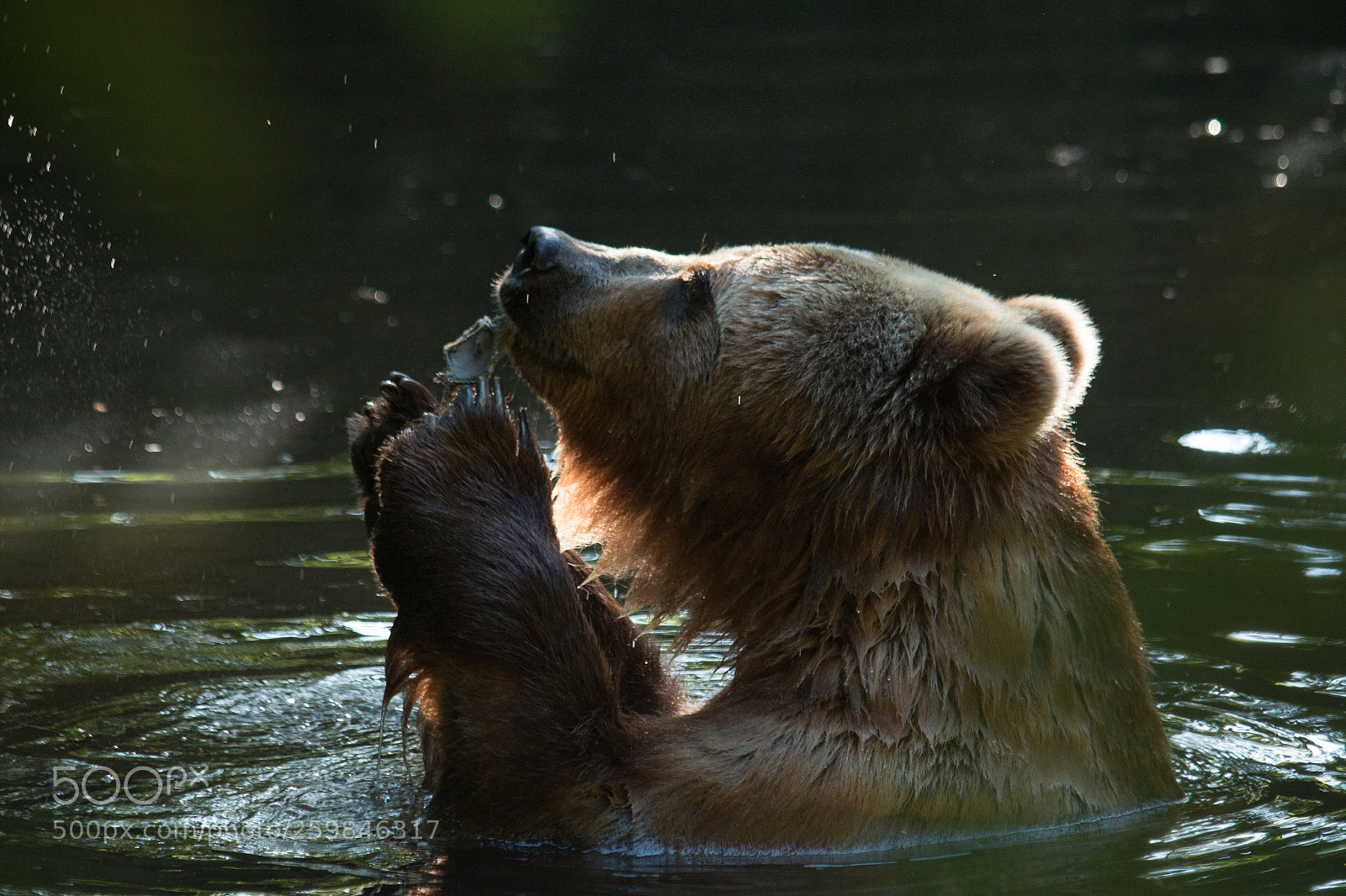 Canon EOS 70D sample photo. Bear photography