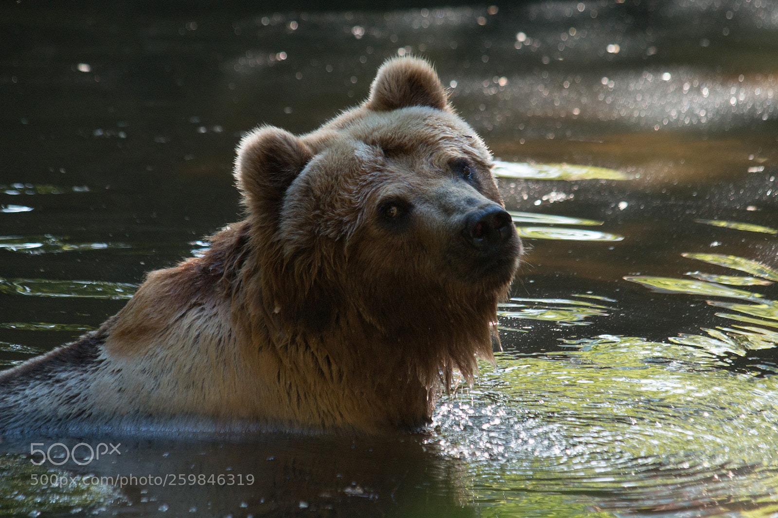 Canon EOS 70D sample photo. Bear photography
