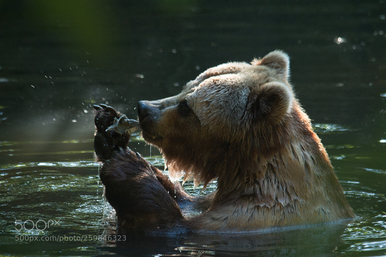 Canon EOS 70D sample photo. Bear photography