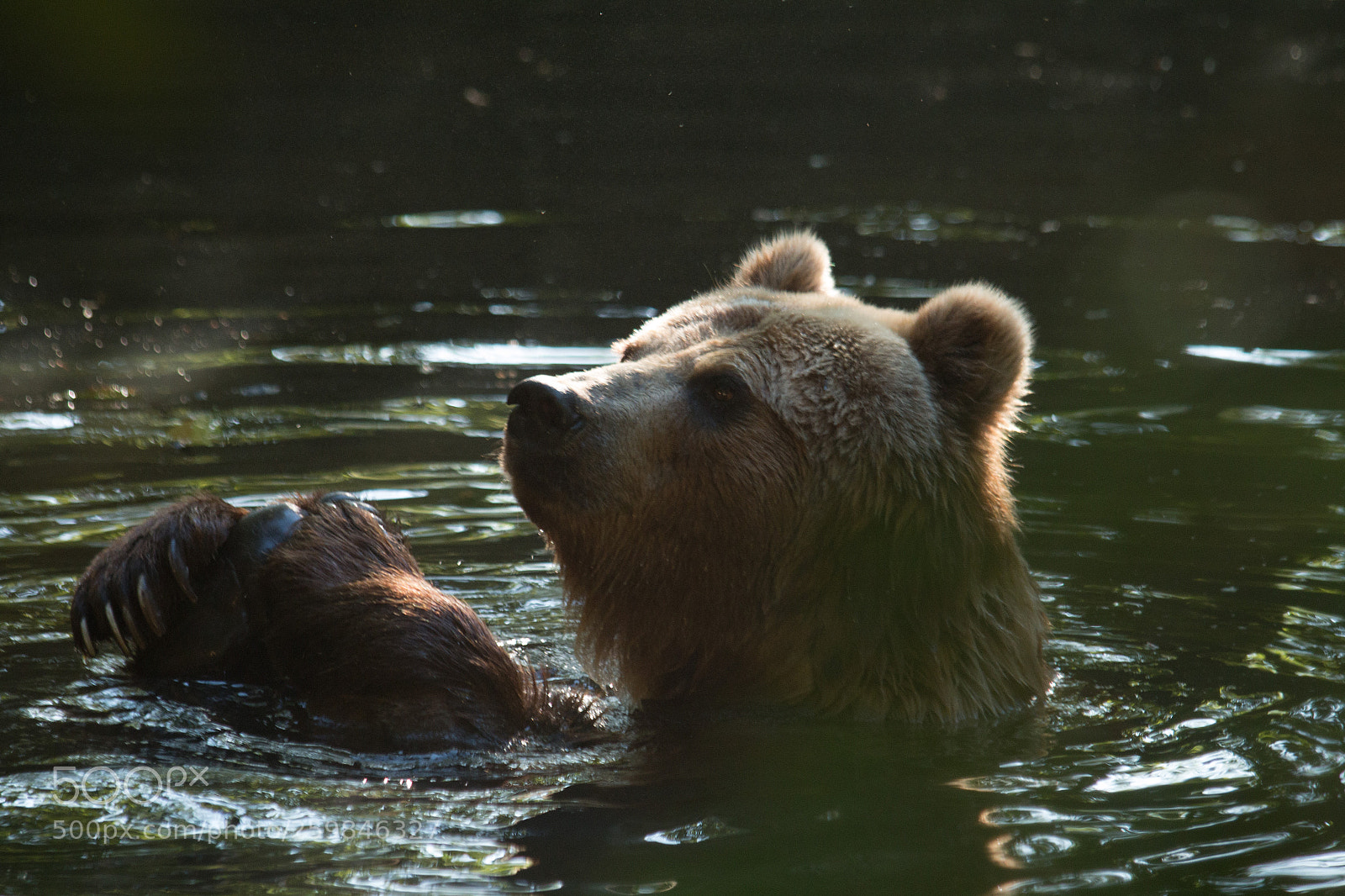 Canon EOS 70D sample photo. Bear photography