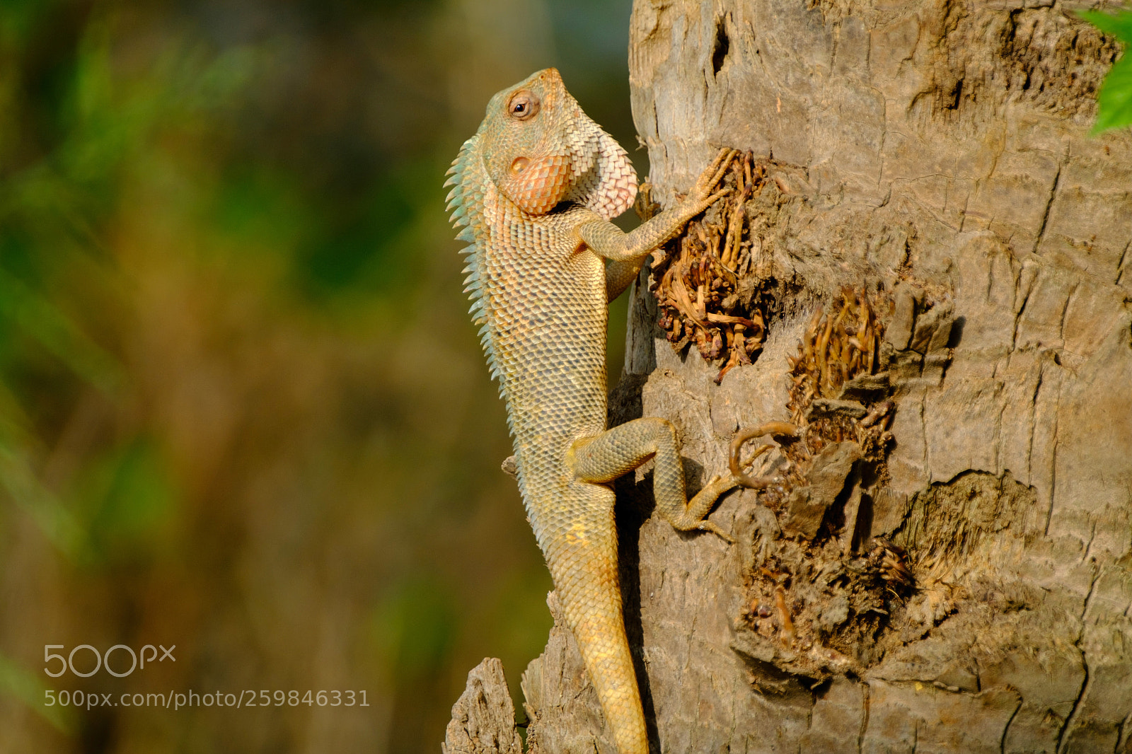 Fujifilm X-T2 sample photo. Garden lizard photography