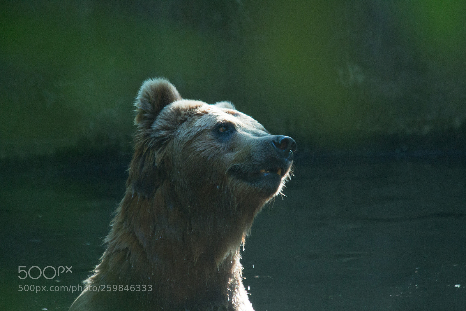 Canon EOS 70D sample photo. Bear photography