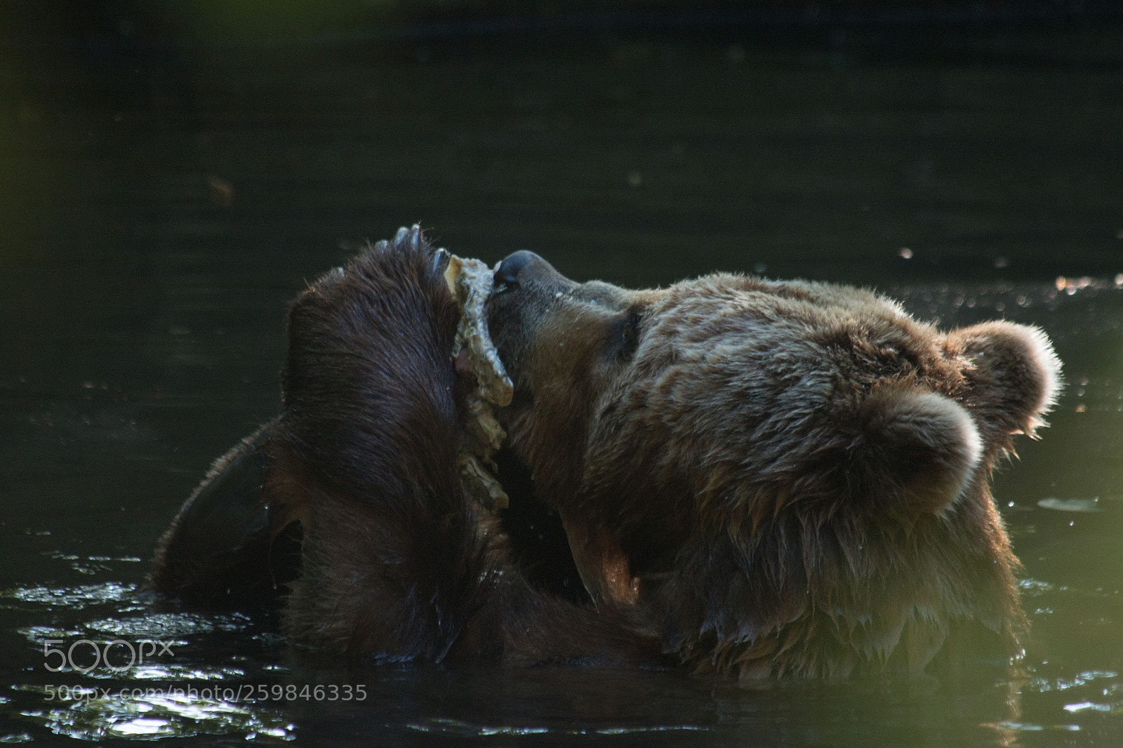 Canon EOS 70D sample photo. Bear photography