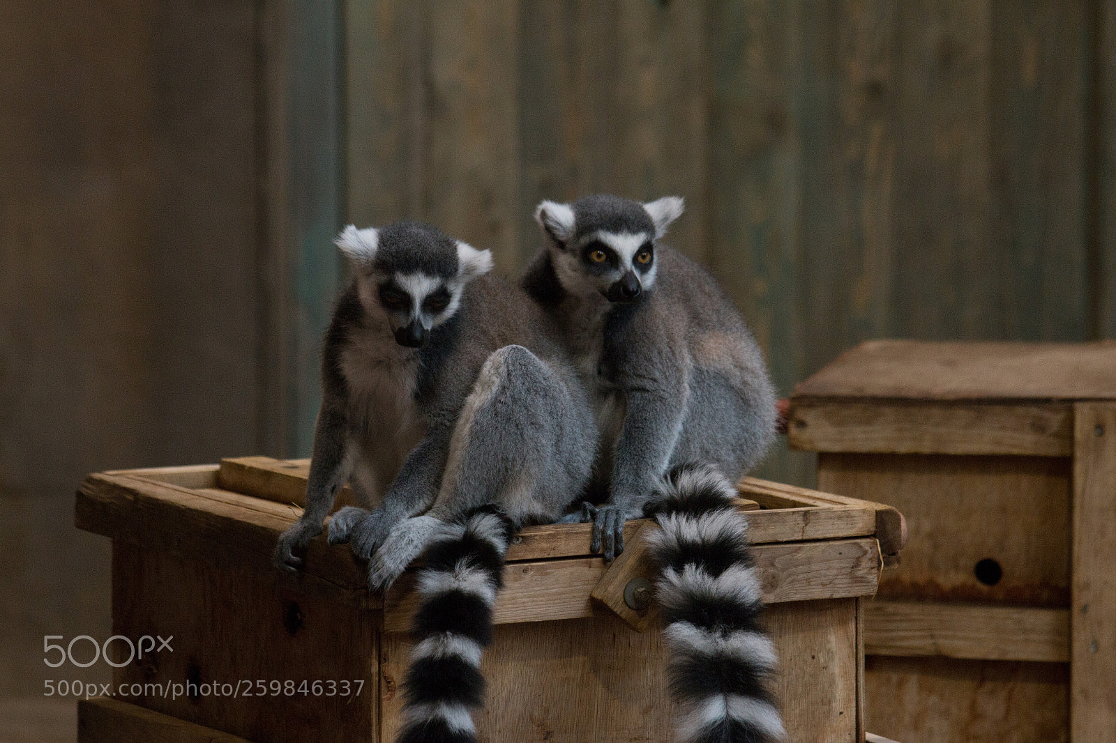 Canon EOS 70D sample photo. Lemurs photography
