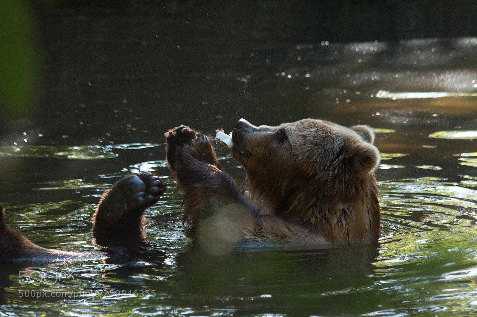 Canon EOS 70D sample photo. Bear photography