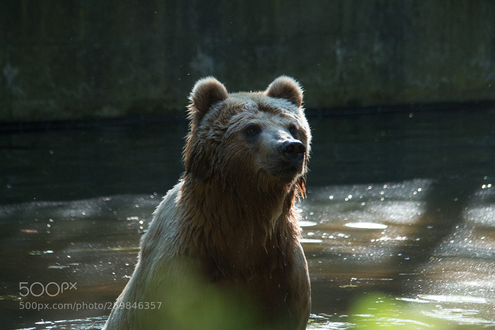 Canon EOS 70D sample photo. Bear photography