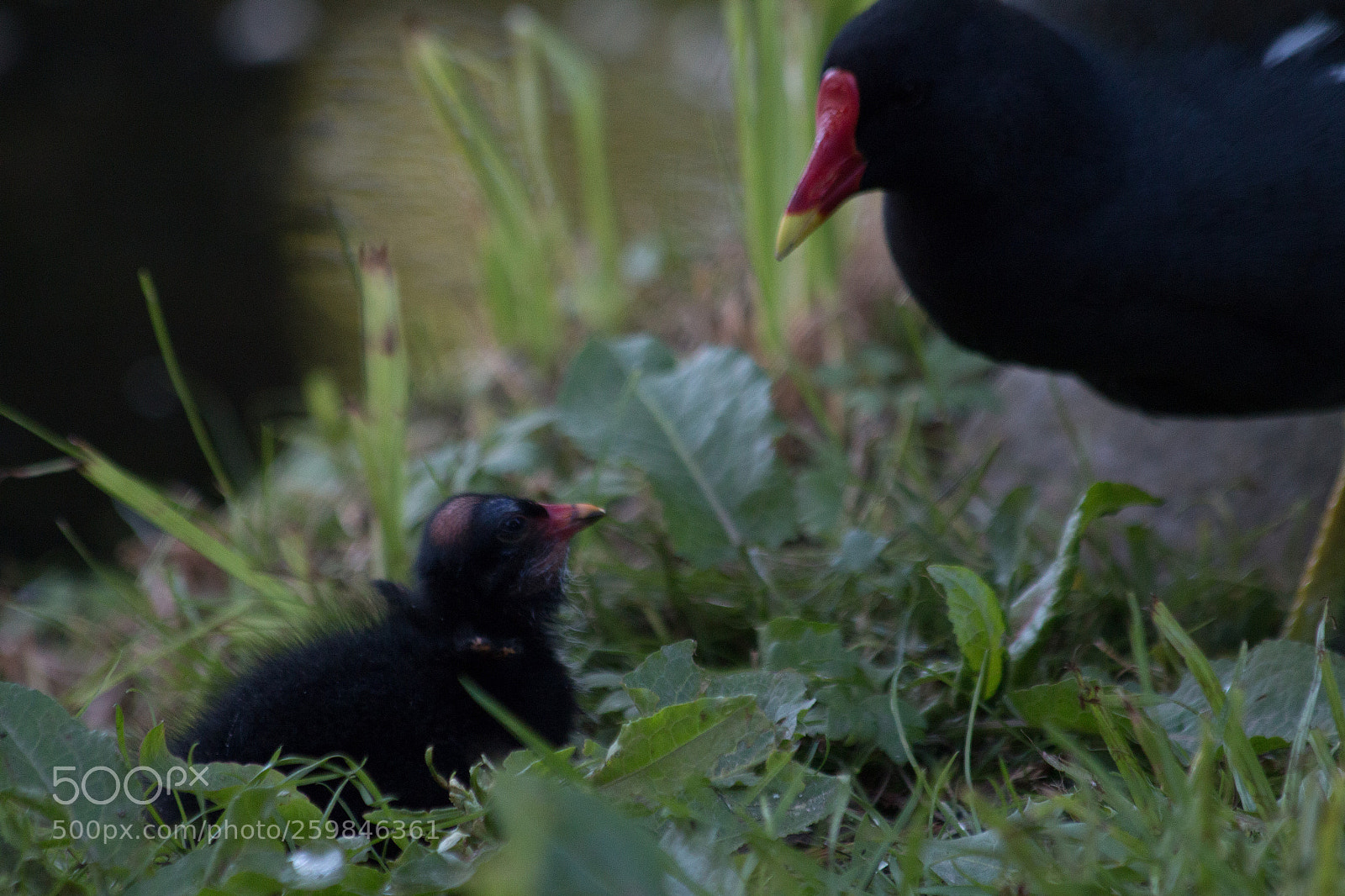 Canon EOS 70D sample photo. Black baby bird photography