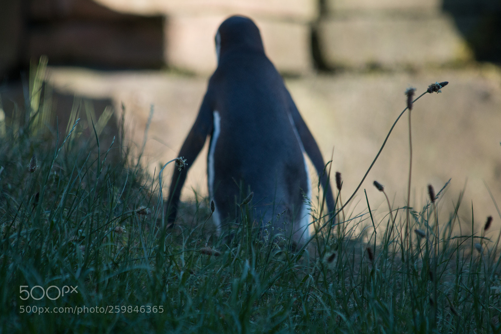 Canon EOS 70D sample photo. Penguin photography