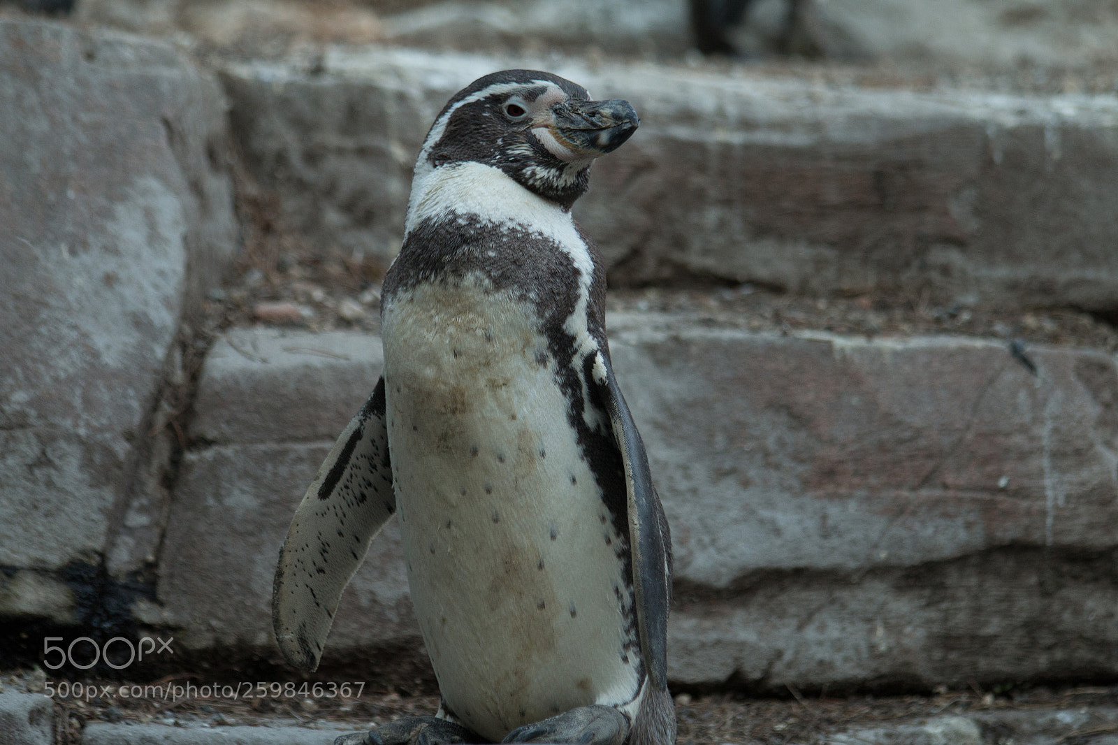 Canon EOS 70D sample photo. Penguin photography