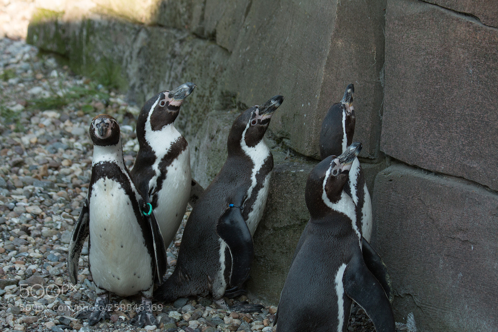 Canon EOS 70D sample photo. Penguin photography