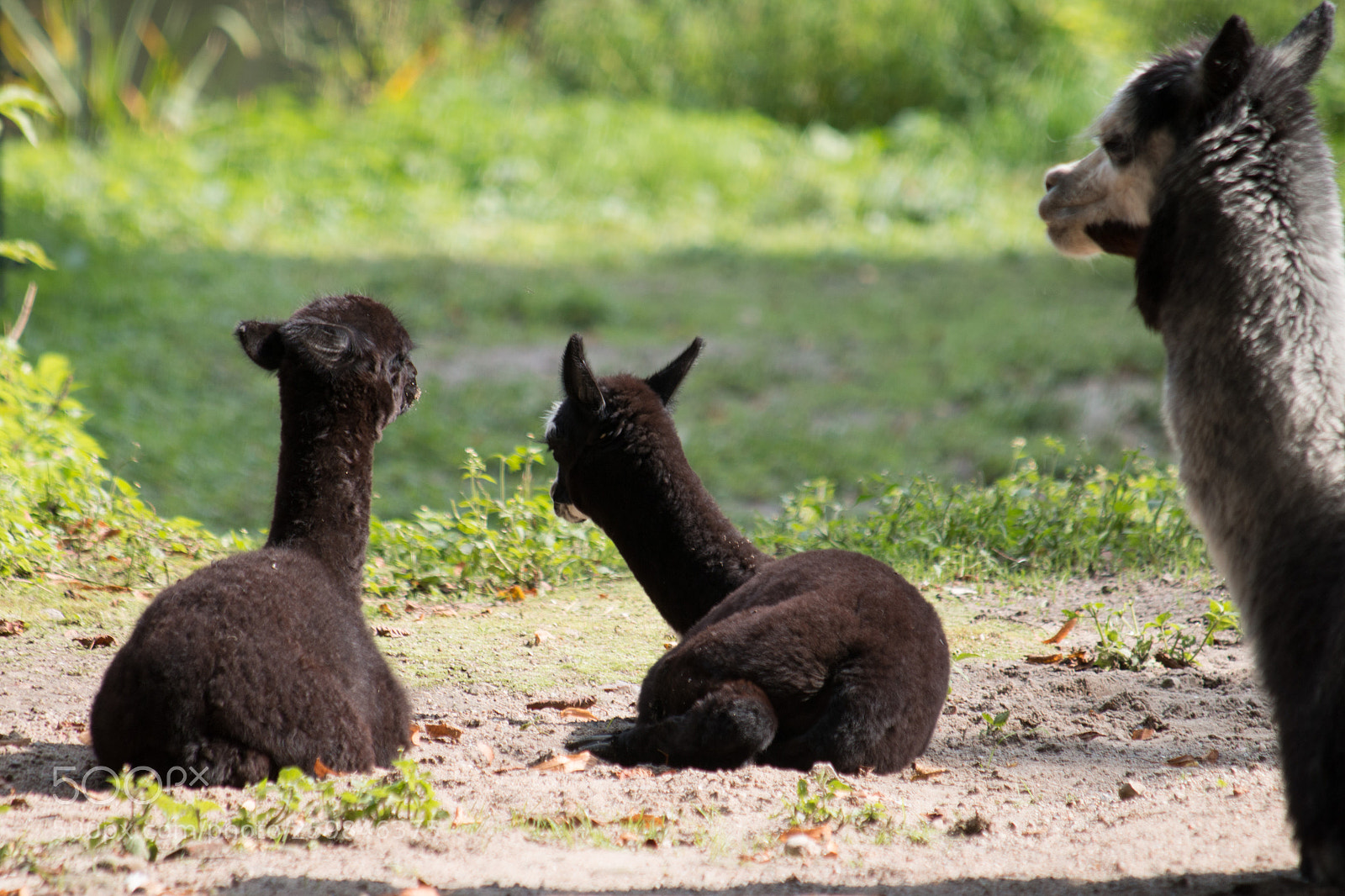 Canon EOS 70D sample photo. Alpacas photography