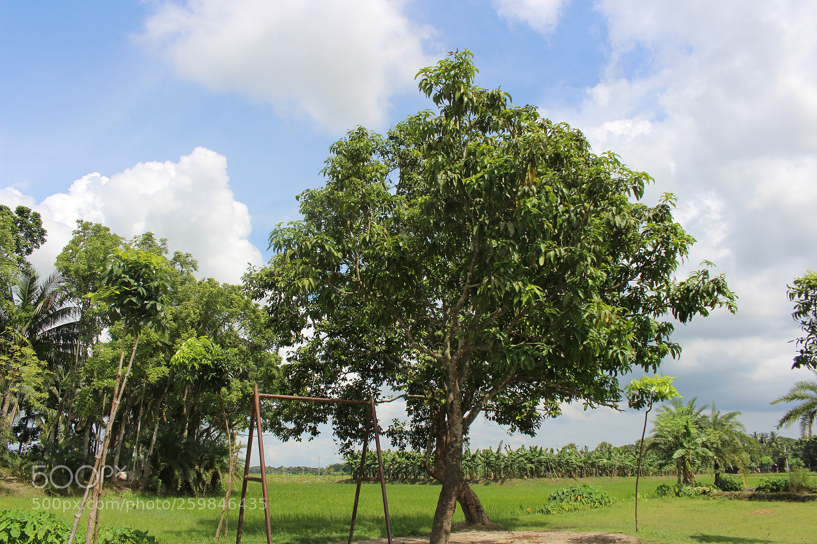 Canon EOS 700D (EOS Rebel T5i / EOS Kiss X7i) sample photo. Beautiful tree in a photography