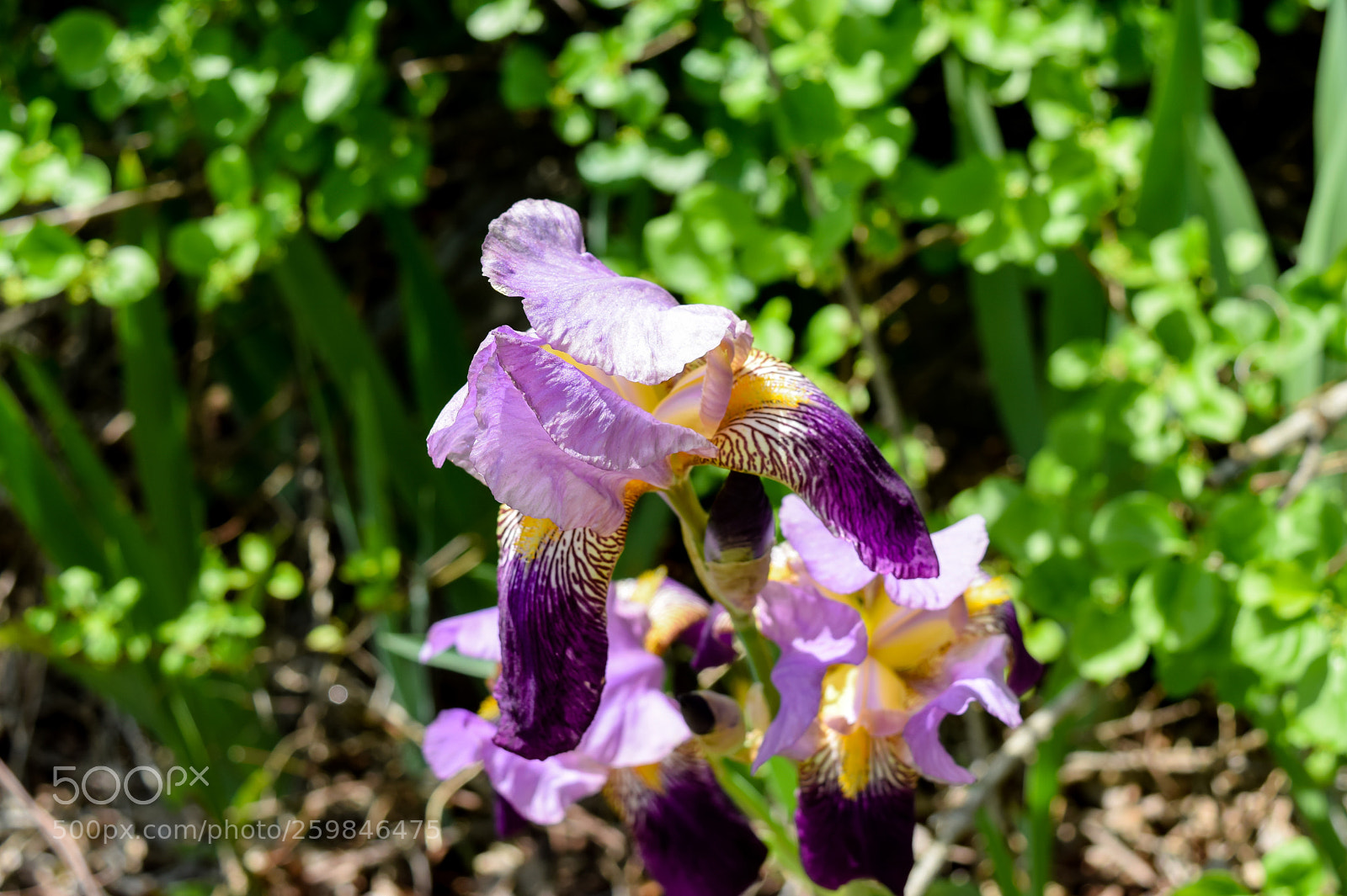 Nikon D5300 sample photo. Waterloo village photography