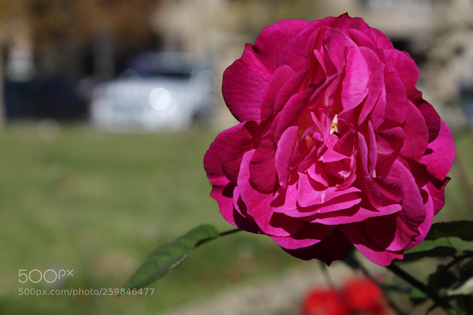 Canon EOS 1300D (EOS Rebel T6 / EOS Kiss X80) sample photo. Purple rose photography