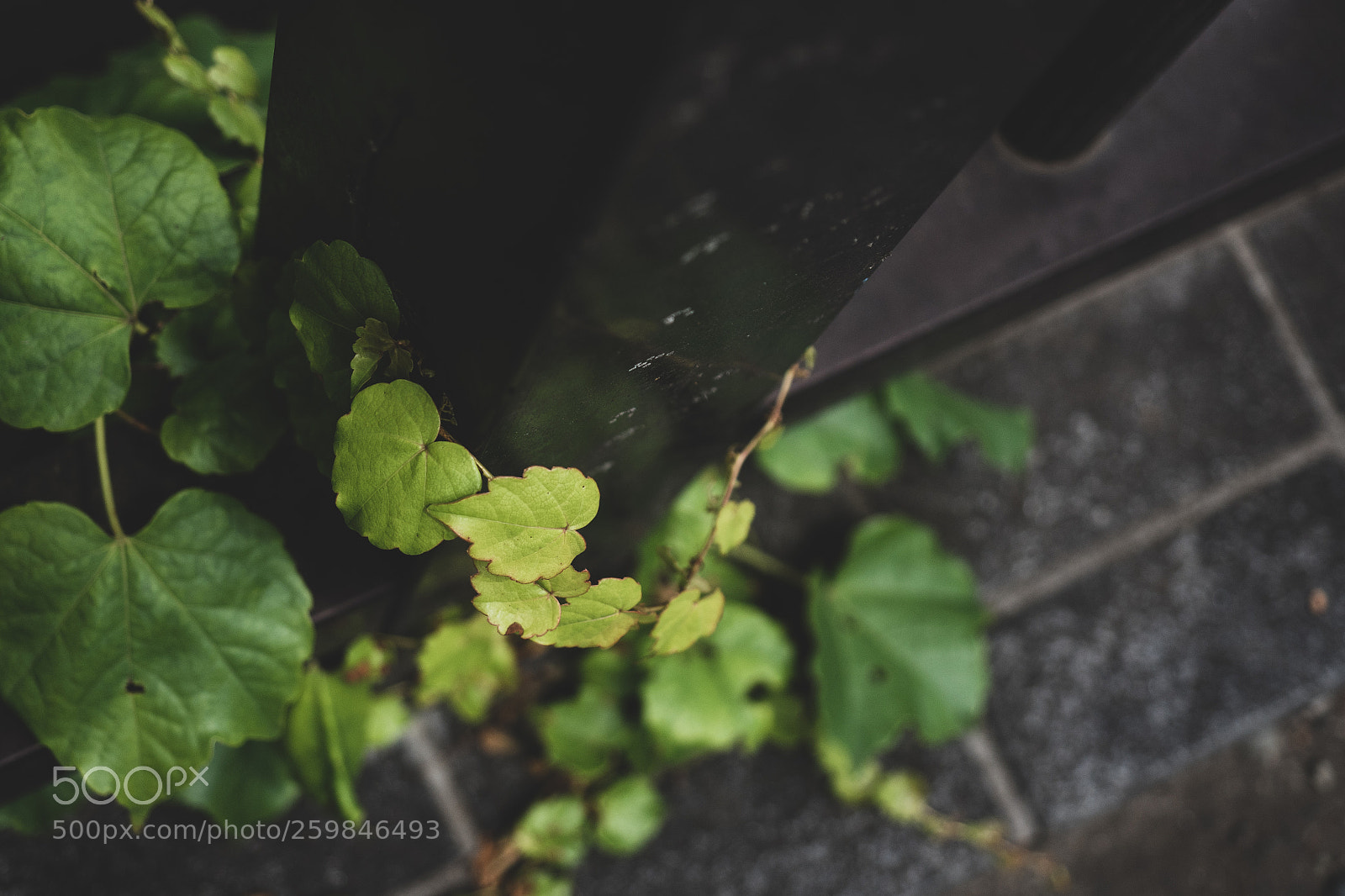 Olympus OM-D E-M5 II sample photo. Ivy involved in steel photography