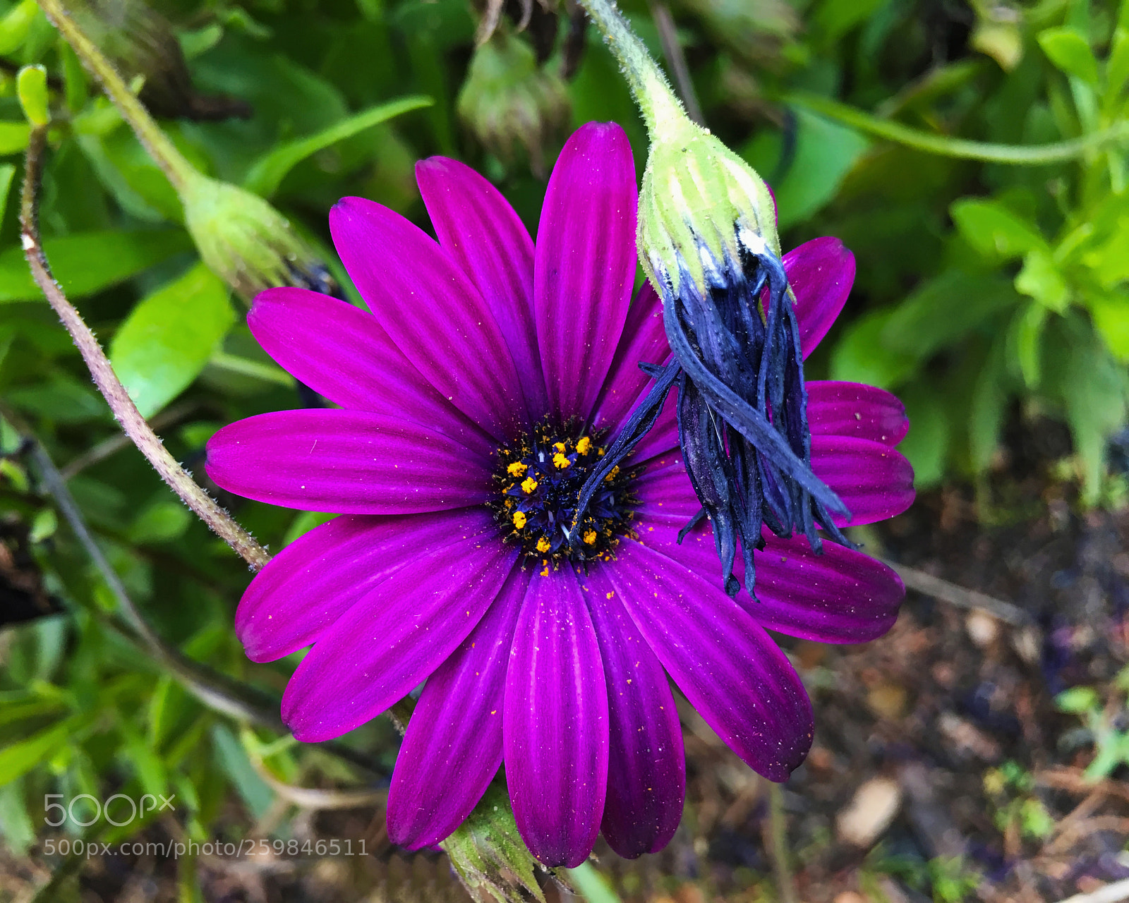 Apple iPhone 6s Plus sample photo. Flor photography