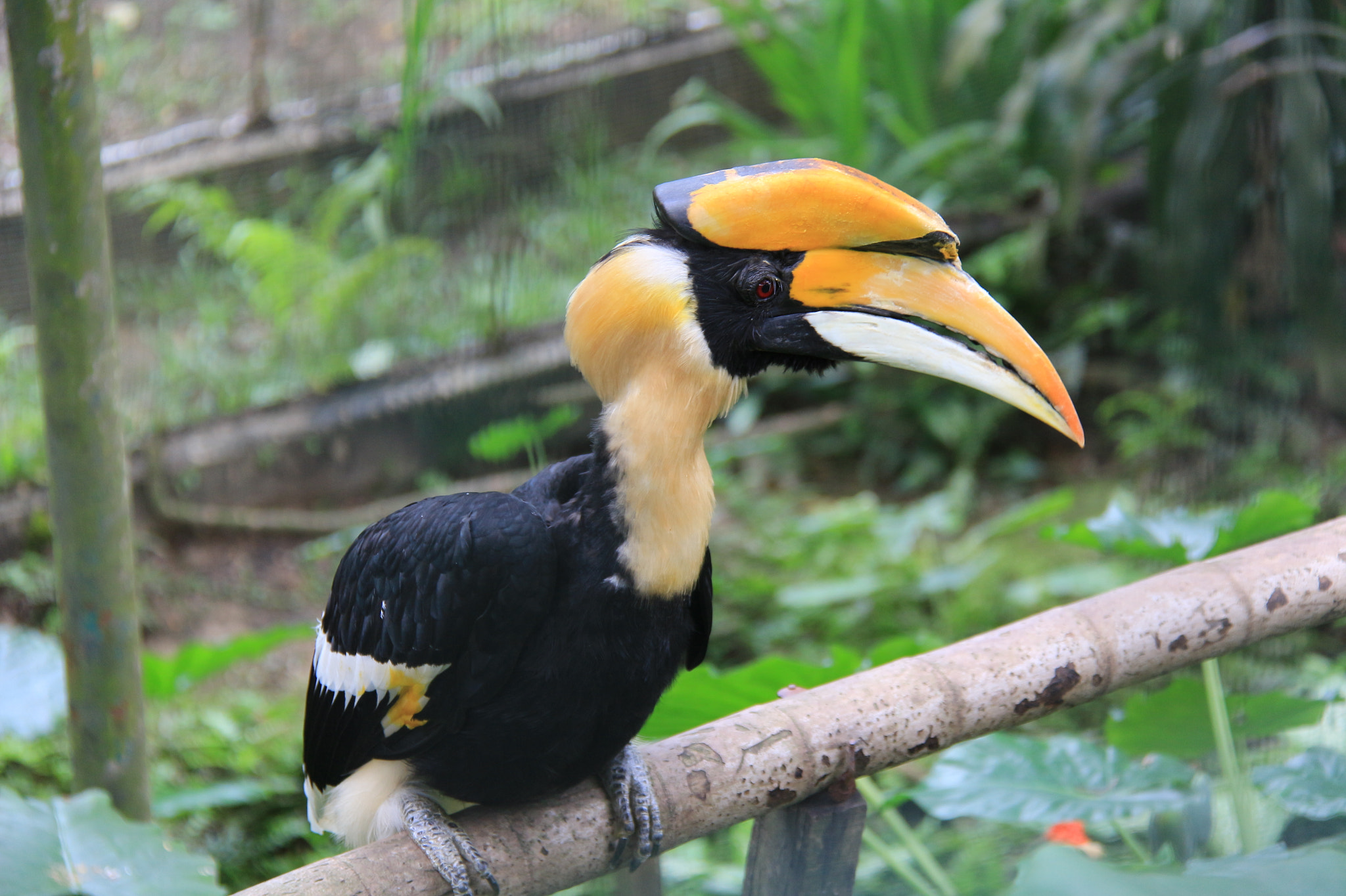 Canon EOS 100D (EOS Rebel SL1 / EOS Kiss X7) + Canon EF-S 18-200mm F3.5-5.6 IS sample photo. Hornbill photography