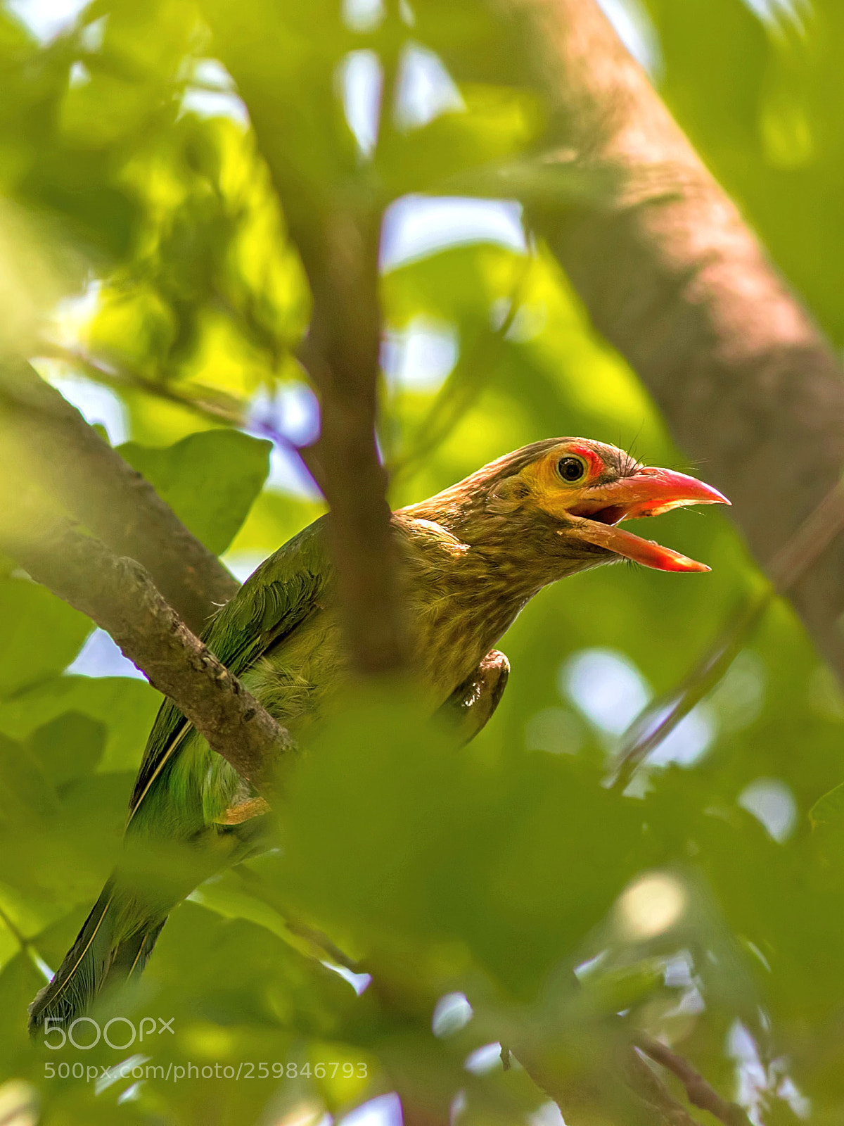 Canon EOS 7D Mark II sample photo. Brown headed barbet photography