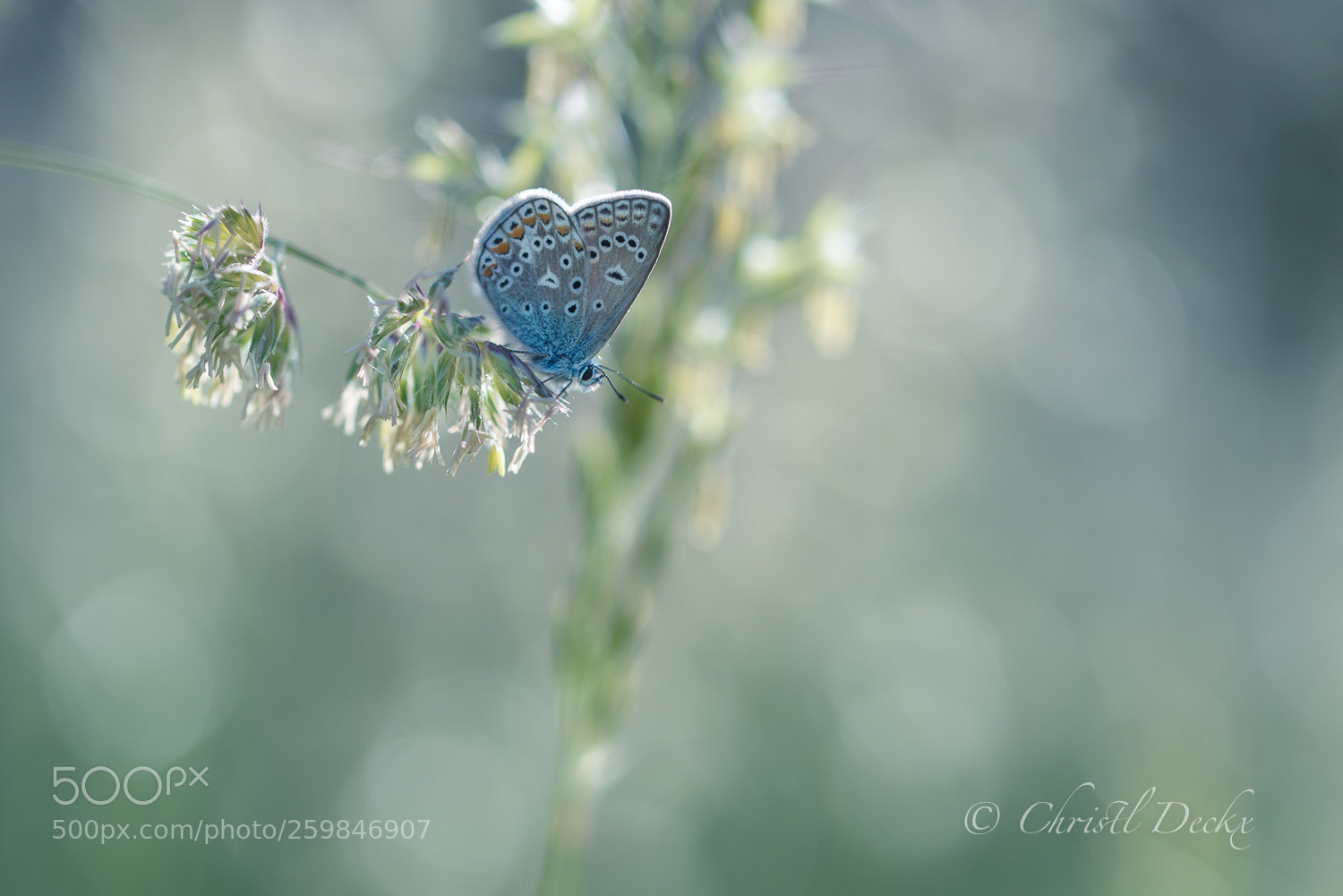 Nikon D750 sample photo. Butterfly's world photography