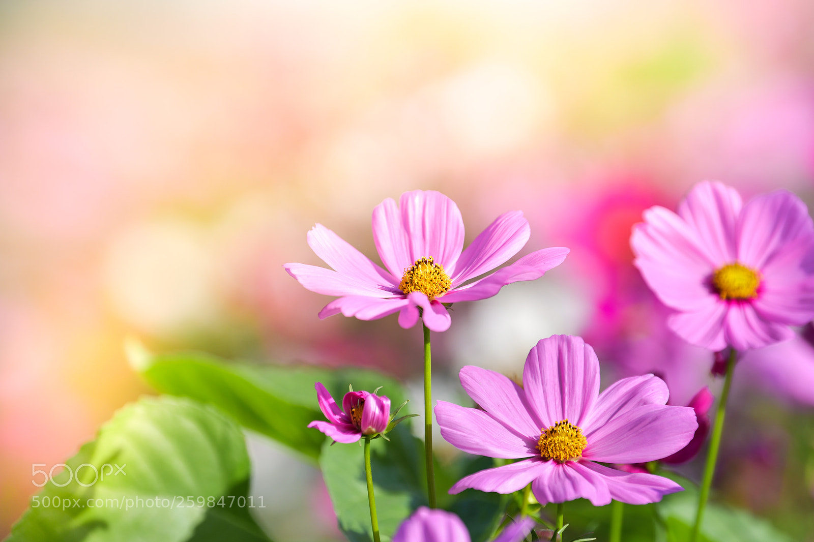 Nikon D5 sample photo. Pink cosmos flower in photography