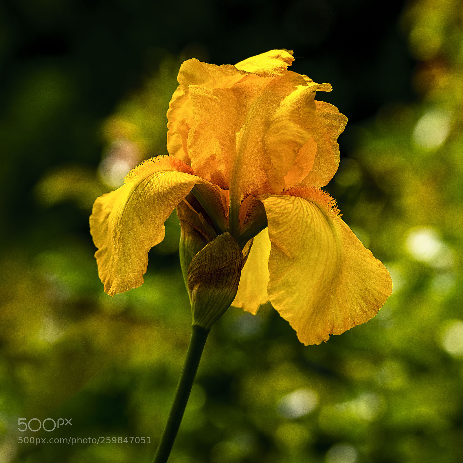 Sony a7R II sample photo. Gelbe iris photography