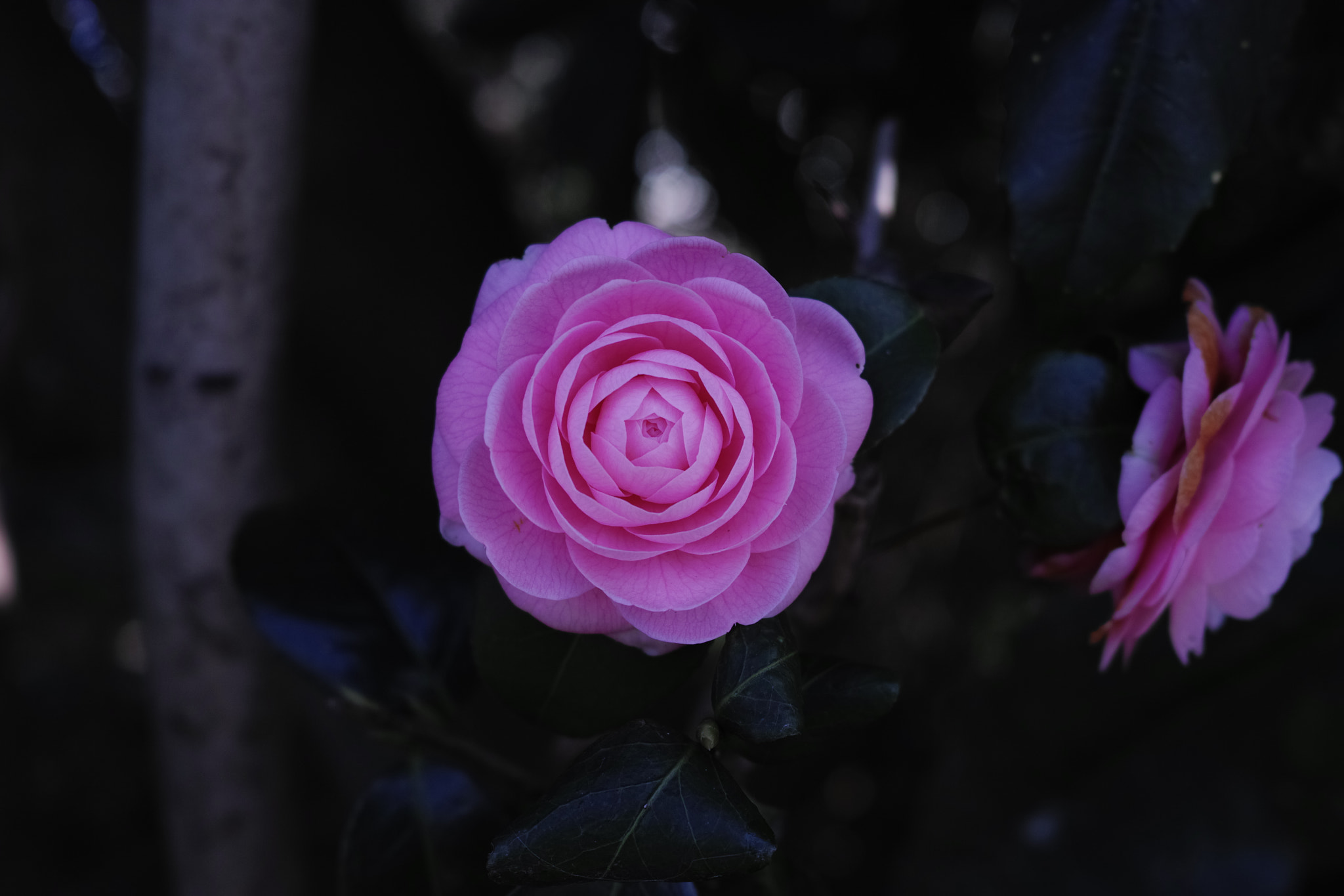 Sigma dp2 Quattro sample photo