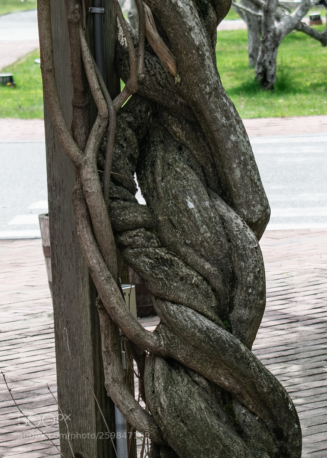 Nikon D3400 sample photo. Gnarled photography