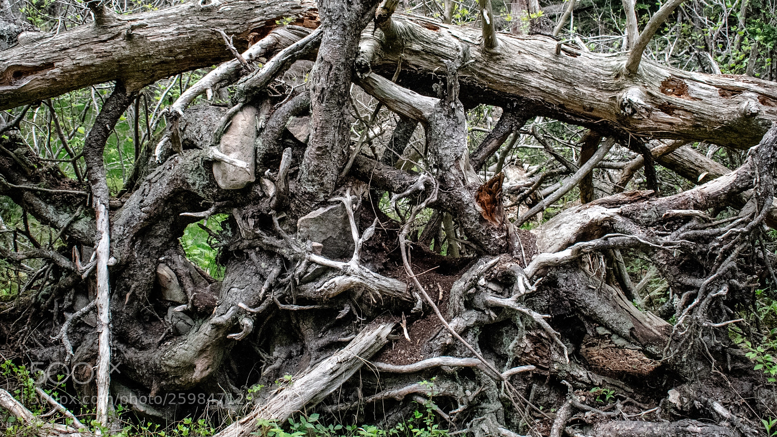Nikon D3400 sample photo. Fallen photography