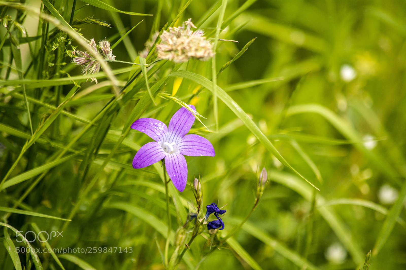 Nikon D5200 sample photo. Summer flower photography