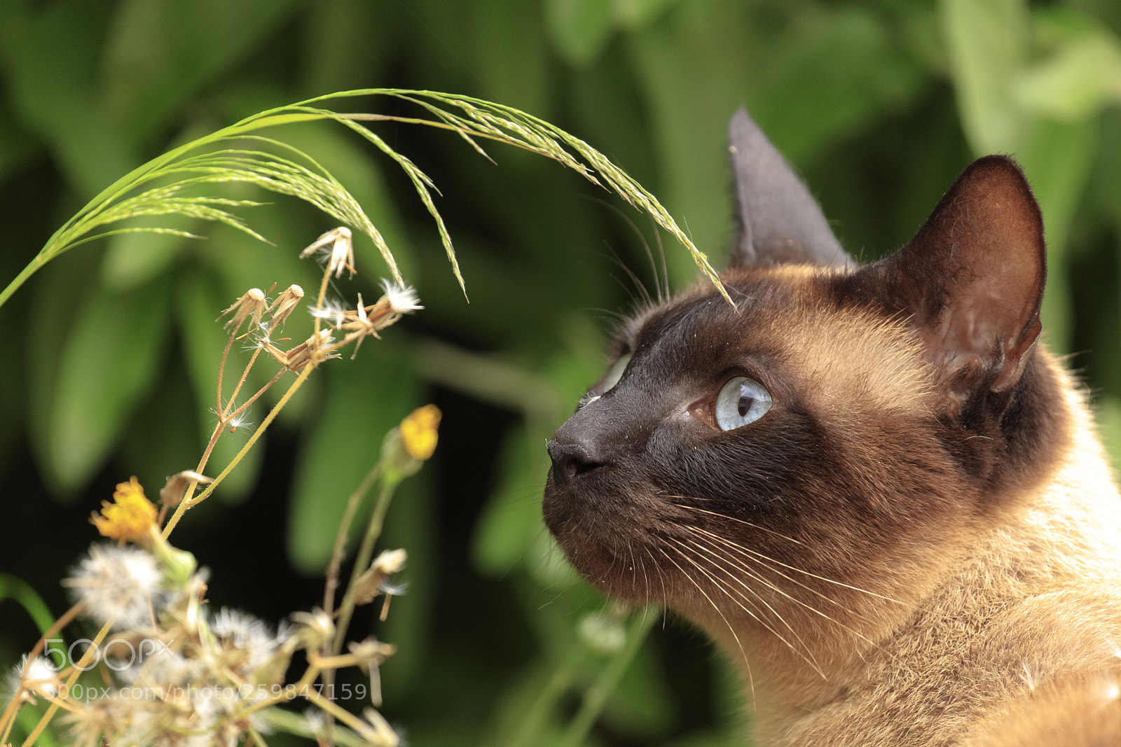 Canon EOS 5DS sample photo. Eye of the... cat photography