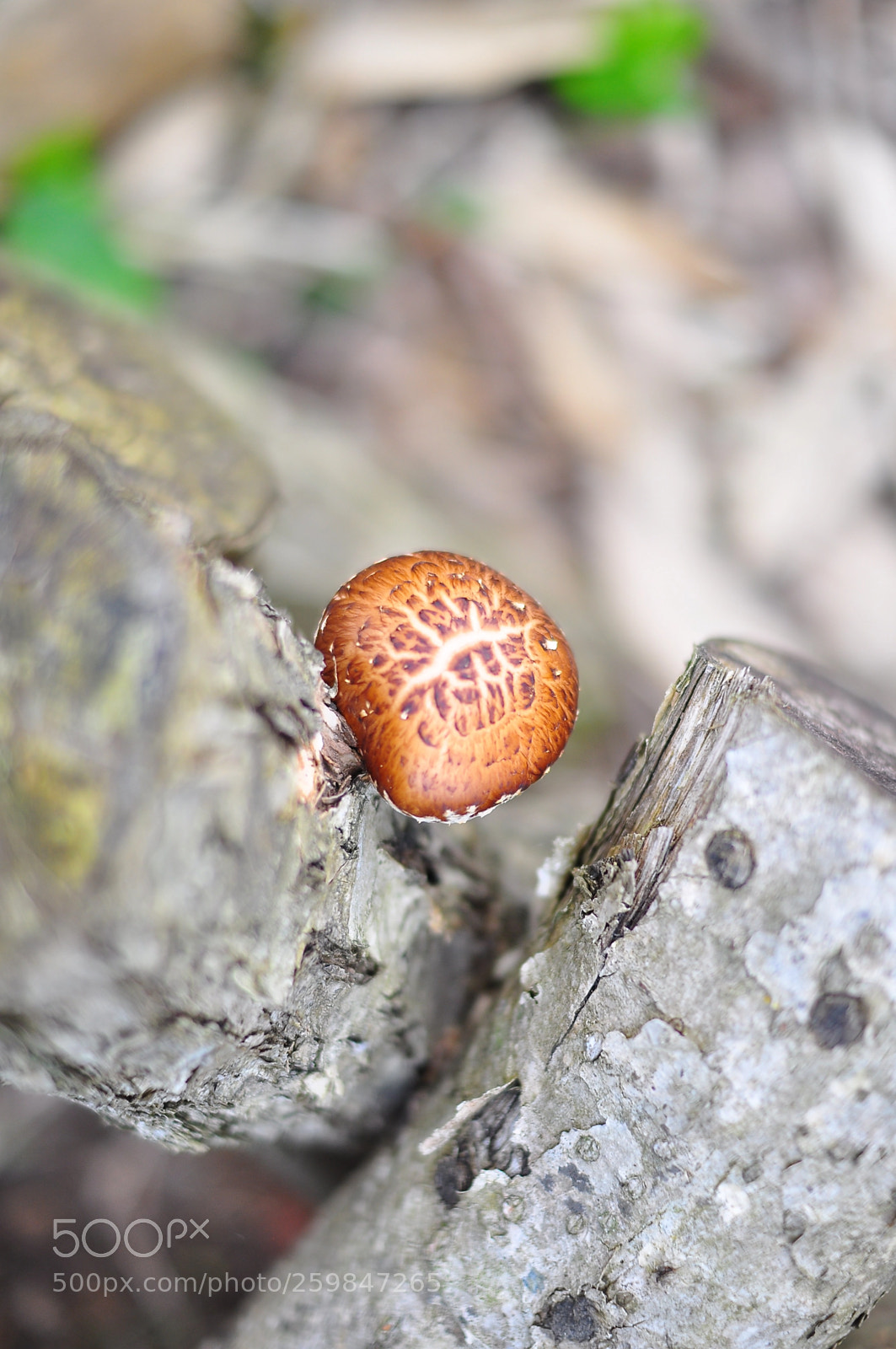 Nikon D5000 sample photo. Mush a lone photography