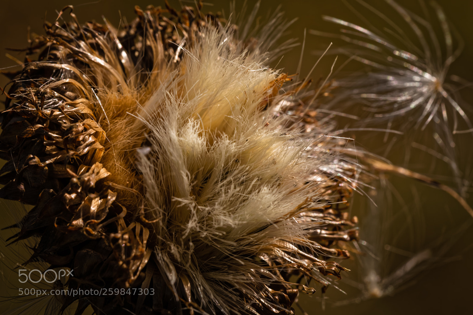 Canon EOS 5D Mark IV sample photo. Aged to perfection photography