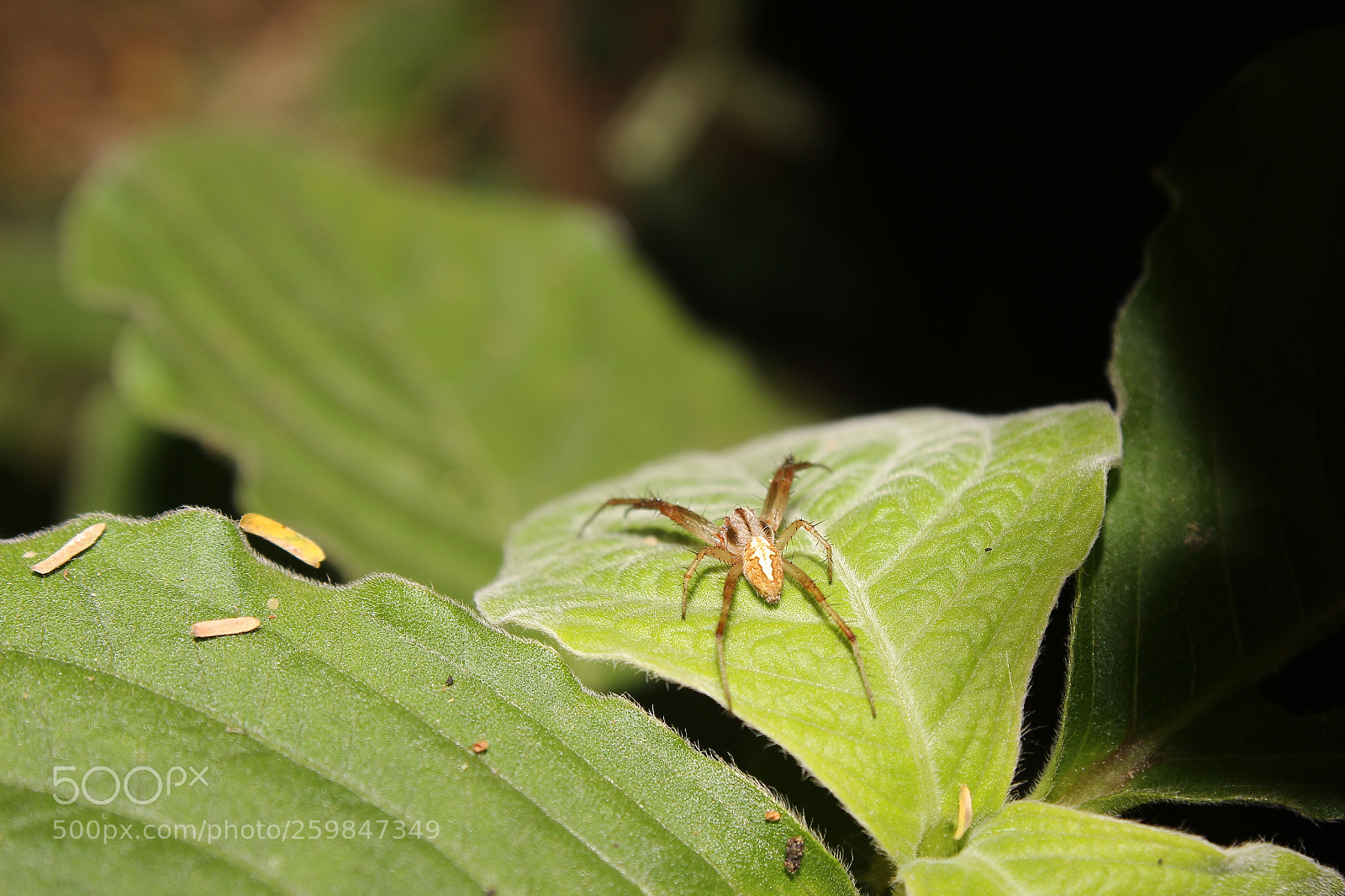 Canon EOS 1200D (EOS Rebel T5 / EOS Kiss X70 / EOS Hi) sample photo. Spidy photography