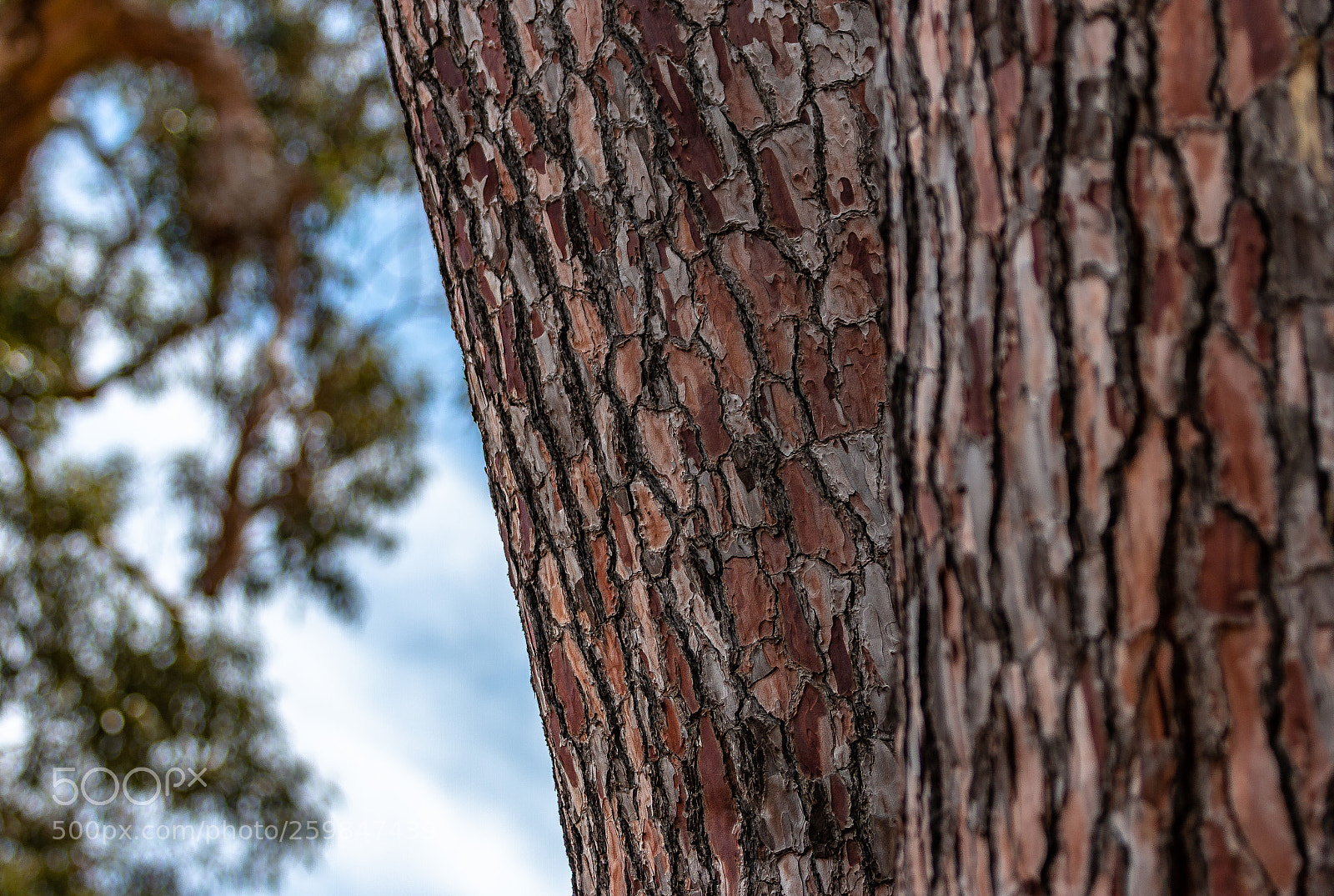 Canon EOS 70D sample photo. Tree bark photography